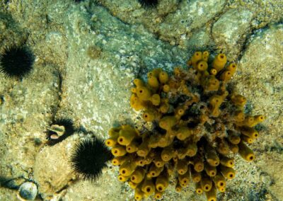 GoPro Greece Coral